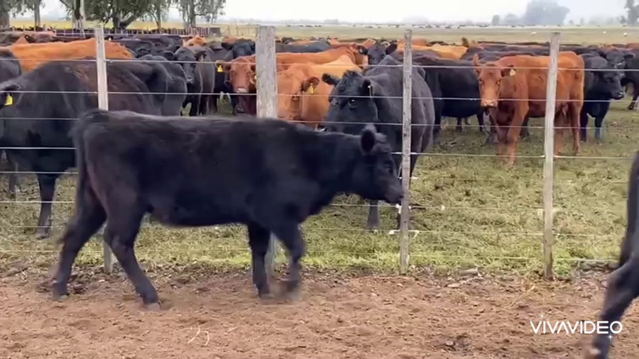 Lote 65 Terneros/as en Las Flores, Buenos Aires