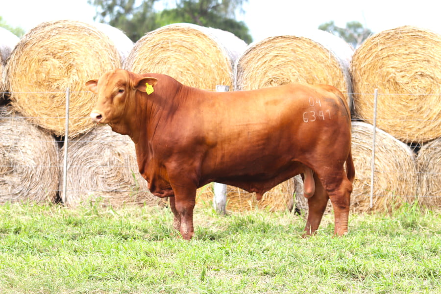 Lote LOTE 13