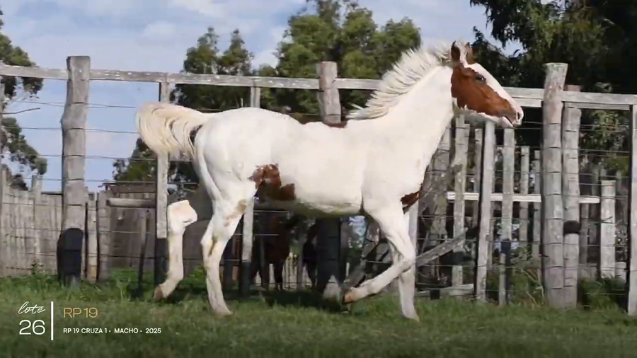 Lote RP 19