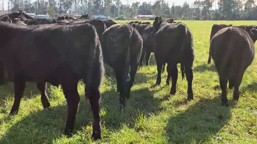 Lote 36 Vaquilla Encaste en Puyehue, X Región Los Lagos