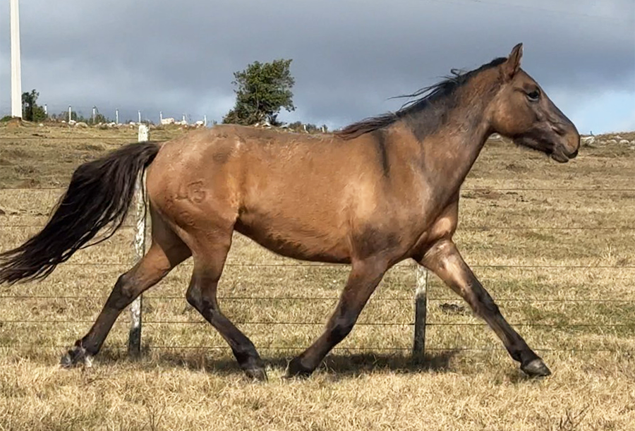 Lote CASCABEL EL TACUARAL