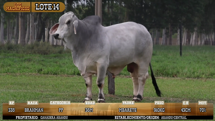 Lote LOTE 14