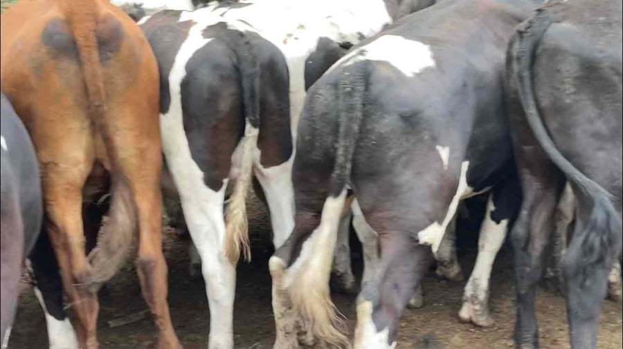 Lote 30 Novillo Gordo en Melipilla, Región Metropolitana