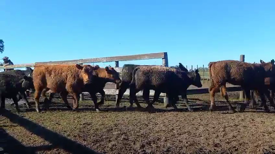 Lote 40 Terneros/as en Pehuajo