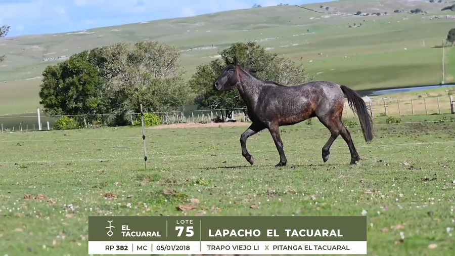 Lote LAPACHO EL TACUARAL