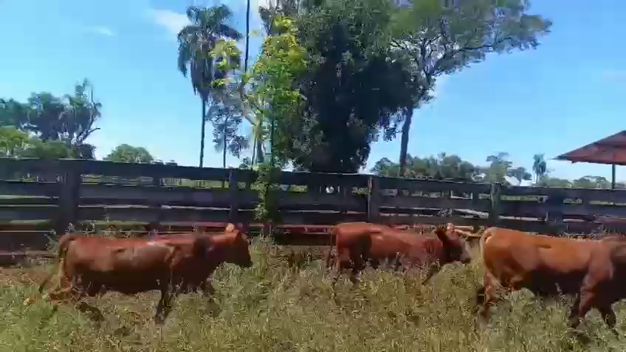 Lote 65 Terneros en Misiones, Cmte. Andresito