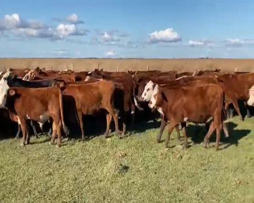 Lote 80 Novillitos en Saladas, Corrientes