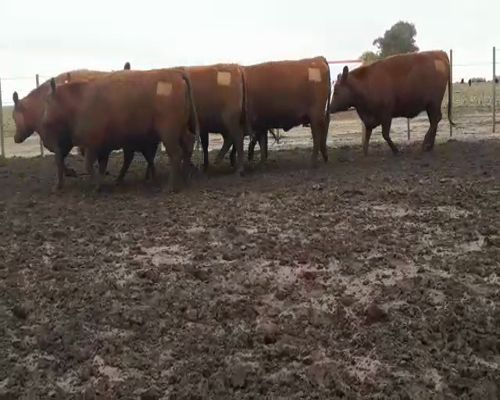 Lote 7  VAQ  M.A.S. PREÑADAS PARICION PRIMAVERA DE LA PROMETIDA DE SANTA YVONNE.