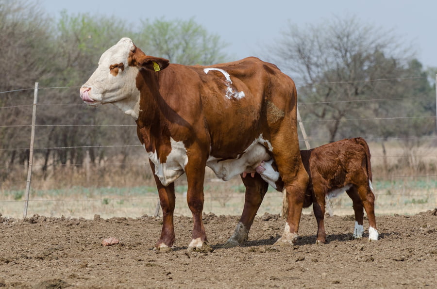 Lote Corral 54 - CABAÑA MILENA
