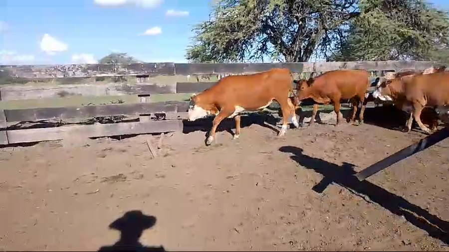 Lote 110 Terneros
