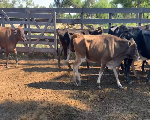 Lote 102 Vacas de invernar en Juan José Castelli, Chaco