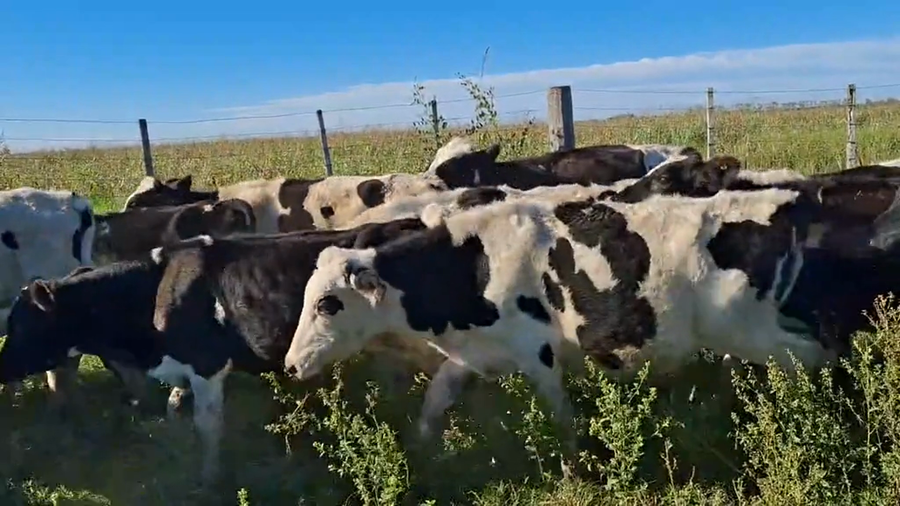 Lote 30 Terneros  Holando Argentino en Col. Aldao, Santa Fe
