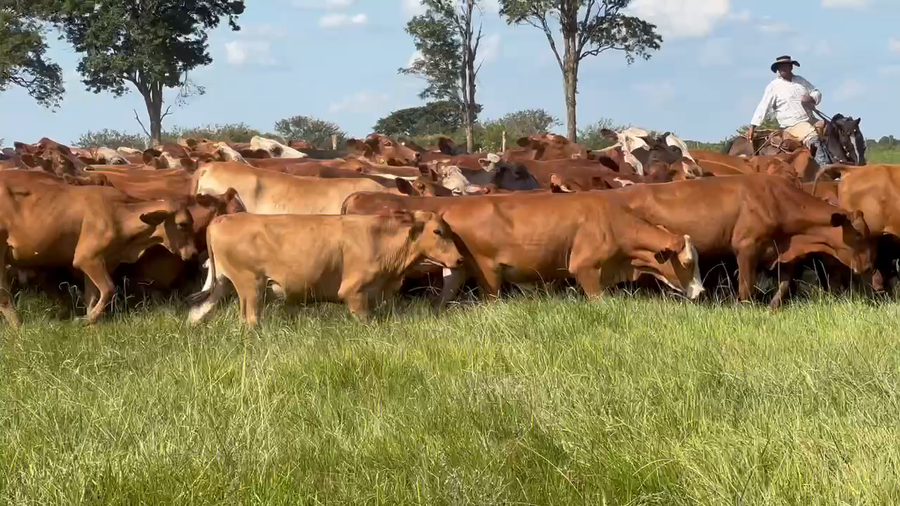 Lote 220 Novillos en Virasoro, Corrientes