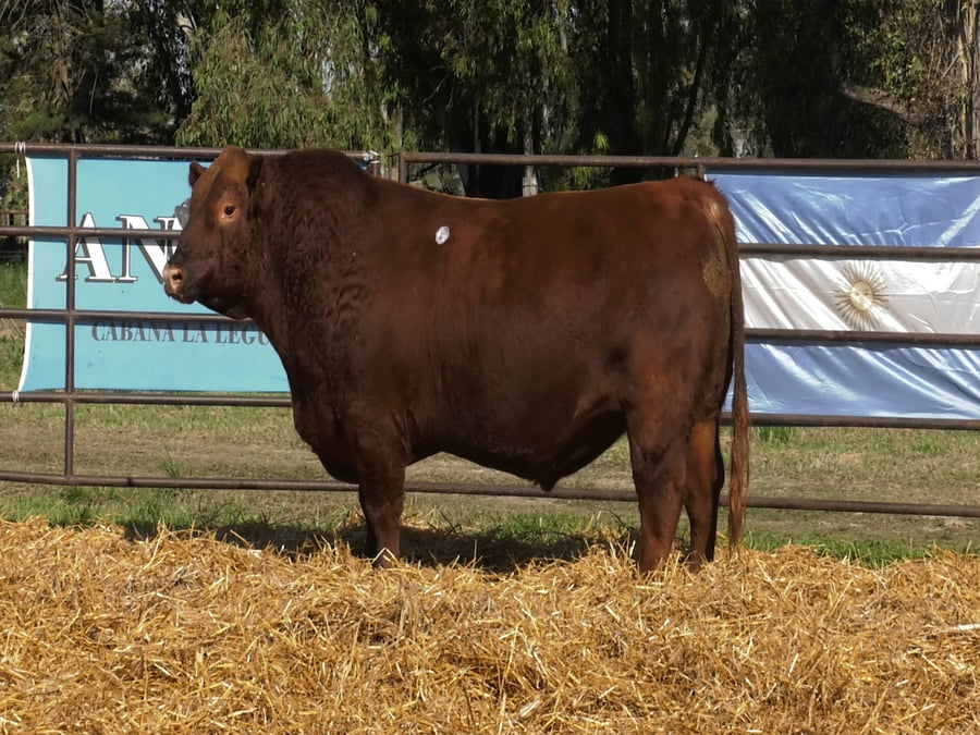 Lote TOROS ANGUS PP