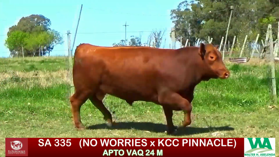 Lote Toros a remate en ANGUS EL REBENQUE, Florida