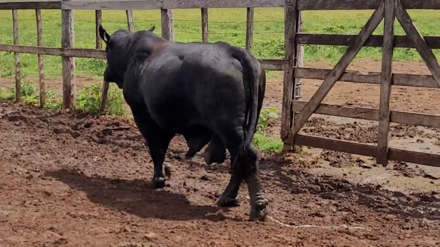 Lote Toros T. Brangus  Negro a remate en Remate de Reproductores, Asunción