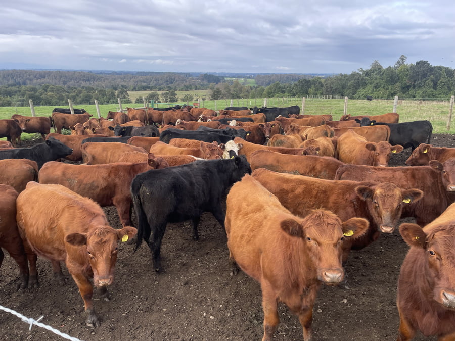 Lote 70 Vaquilla Engorda en Puerto Varas, X Región Los Lagos