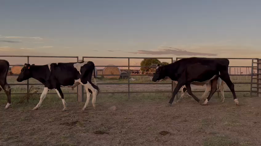 Lote NOVILLOS 1 a 2 AÑOS