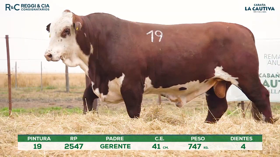 Lote Toros Braford controlados