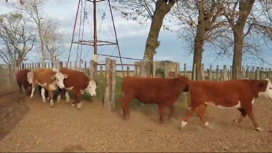 Lote 154 Novillitos en Gualeguay, Entre Ríos