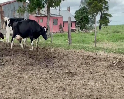Lote (Vendido)4 Piezas de cría HOLANDO a remate en Entre Martillos en CARRETA QUEMADA