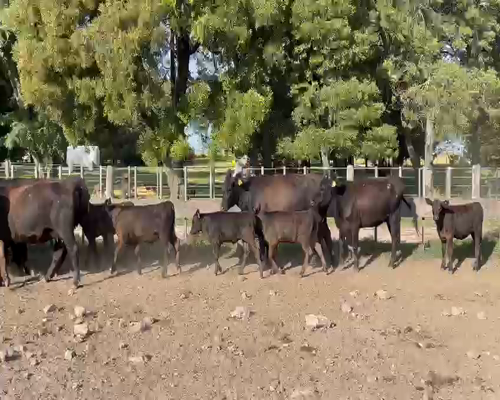 Lote 15 Vacas con Cria al pie MAS en Lobería, PBA .-