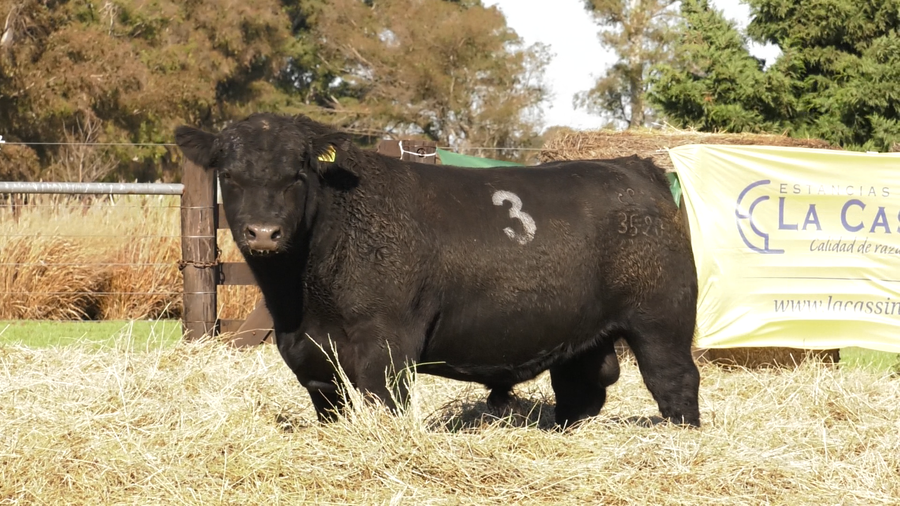 Lote TOROS ANGUS PURO CONTROLADO