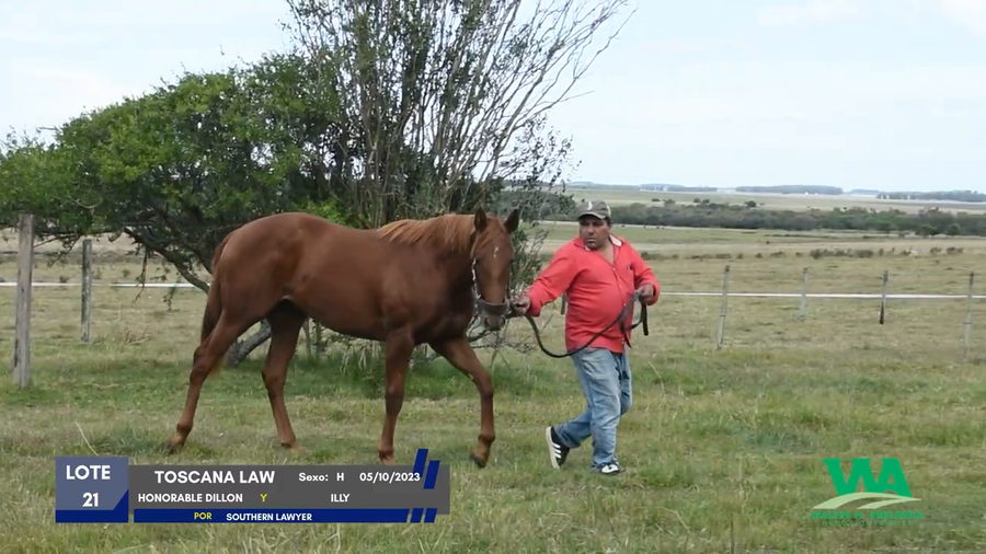 Lote TOSCANA LAW
