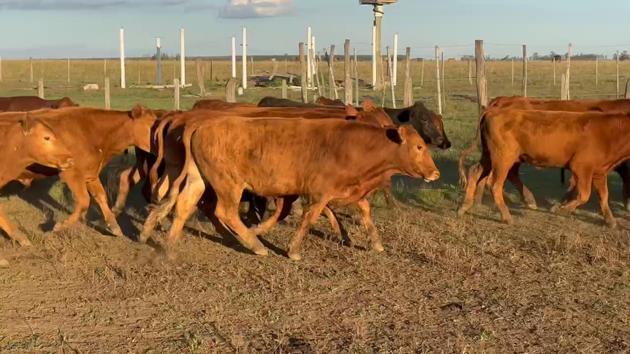Lote 110 Terneros en Ituzaingó, Corrientes