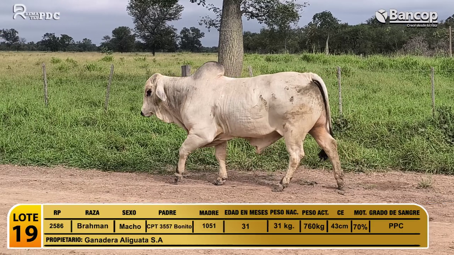 Lote Toros Brahman a remate en Viernes 30 de mayo- Remates PDC, Presidente Hayes