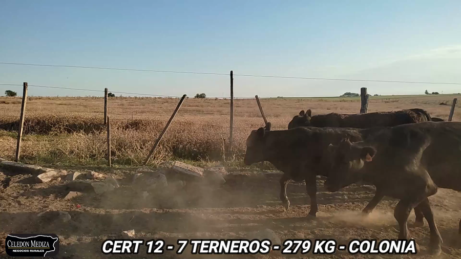 Lote 7 Terneros en La Horqueta, Colonia