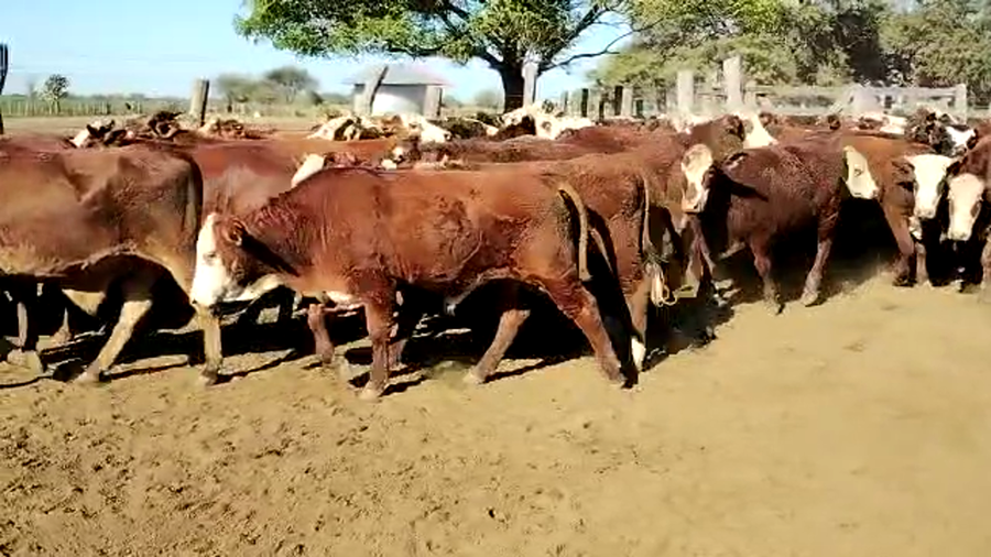 Lote 80 Novillitos en Vilelas, Santiago del Estero