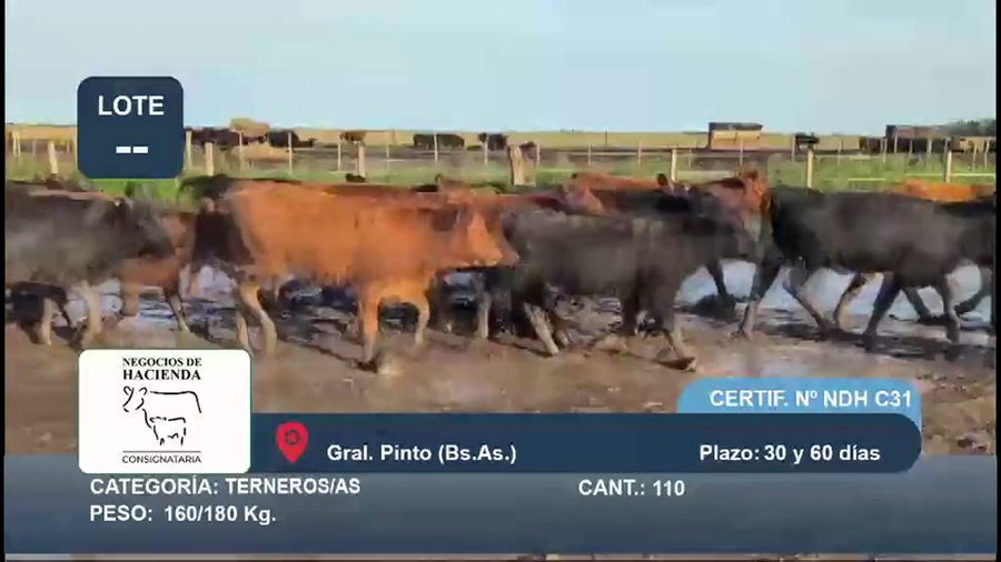 Lote 110 Terneros/as