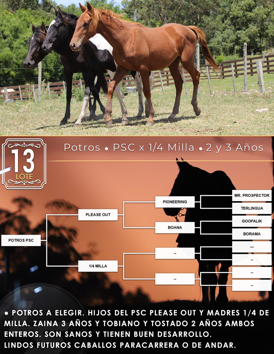 Lote POTROS PSC