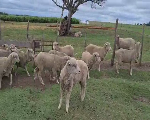 Lote Ovejas