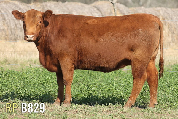 Lote 4 VAQUILLONAS PREÑADAS PURAS DE PEDIGREE