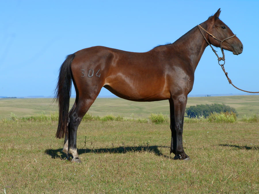 Lote Igualita del Cerro Grande