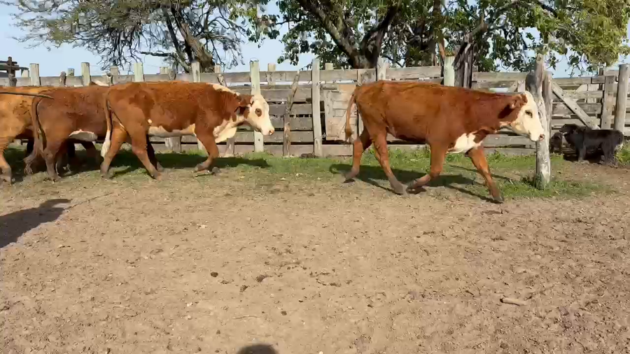 Lote 36 Vacas medio uso C/ gtia de preñez en Corrientes, Paso de Los Libres