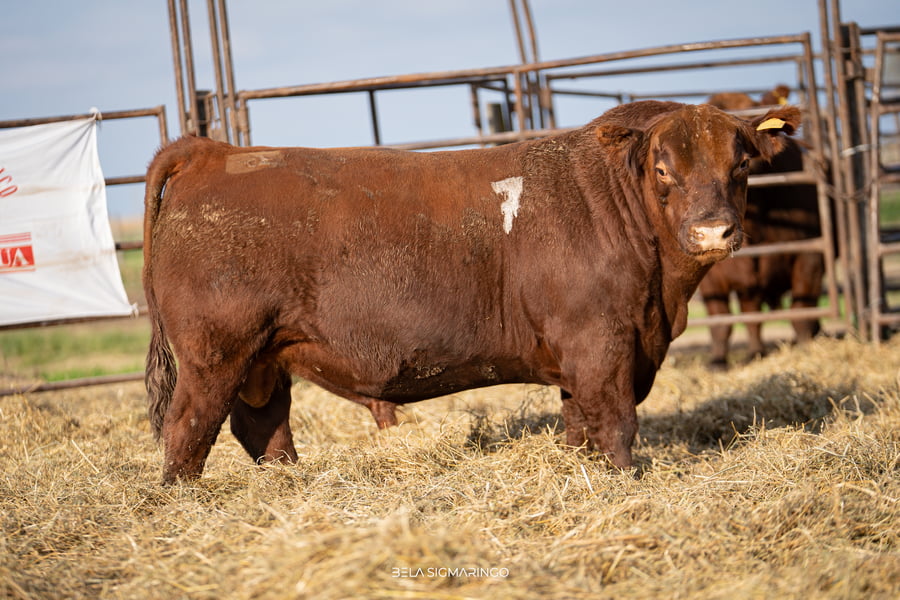 Lote TOROS ANGUS COLORADOS  PC