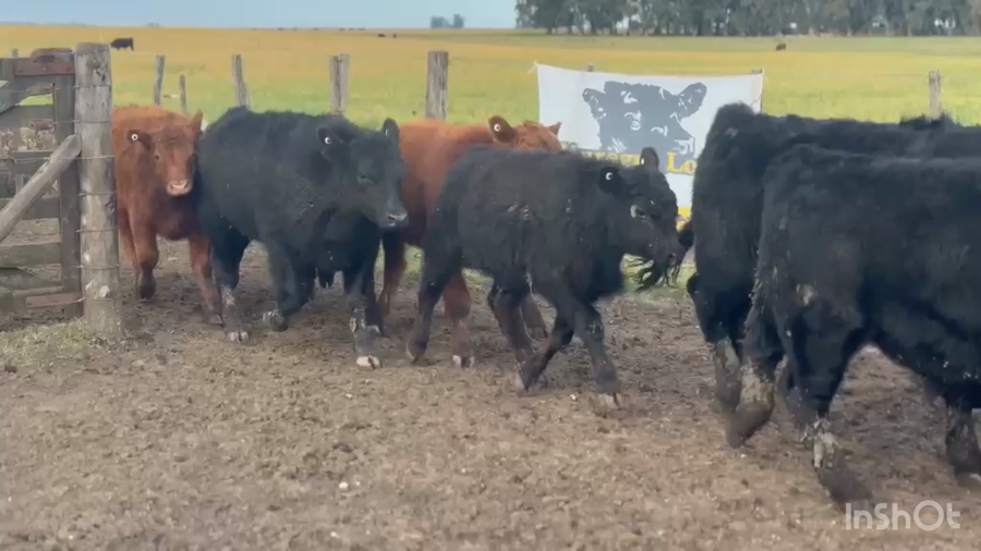 Lote 60 Terneros