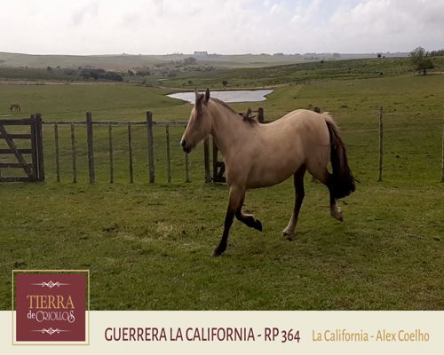 Lote Guerrera La California (RP 364) - Cabaña La California