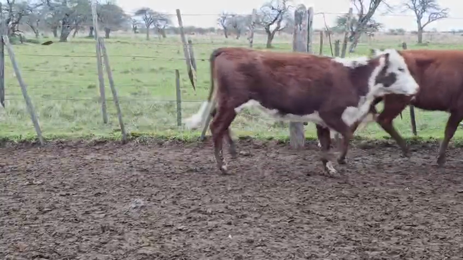Lote 60 Terneros/as
