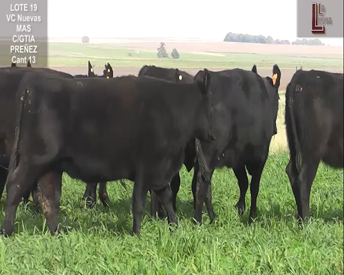 Lote VACAS A. ANGUS NEGRAS NUEVAS MAS C/ GTIA DE PREÑEZ