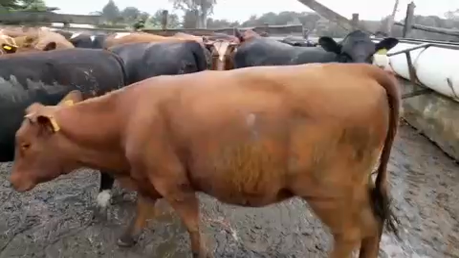 Lote 20 Vaquilla Gorda en Los Muermos, X Región Los Lagos
