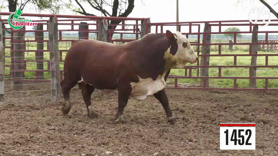 Lote Braford