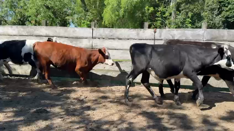 Lote NOVILLOS 1 a 2 AÑOS