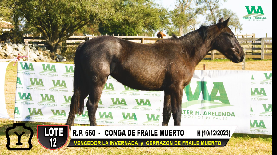 Lote CONGA DE FRAILE MUERTO