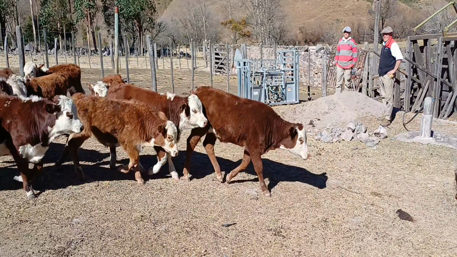 Lote 26 Terneros/as en Jujuy, Volcán