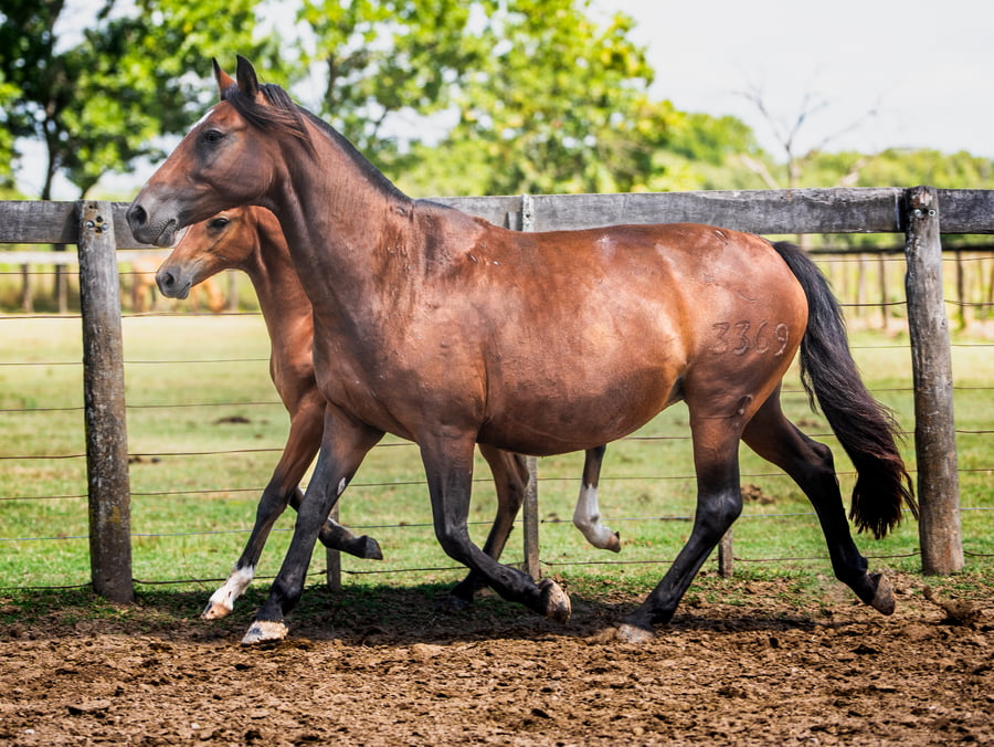 Lote DEL SIETE TEJANA