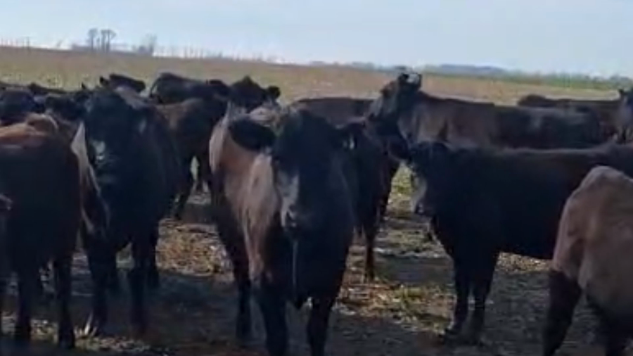 Lote 120 Vaquillonas en Pergamino, Buenos Aires